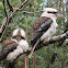 Laughing Kookaburras (mated pair)