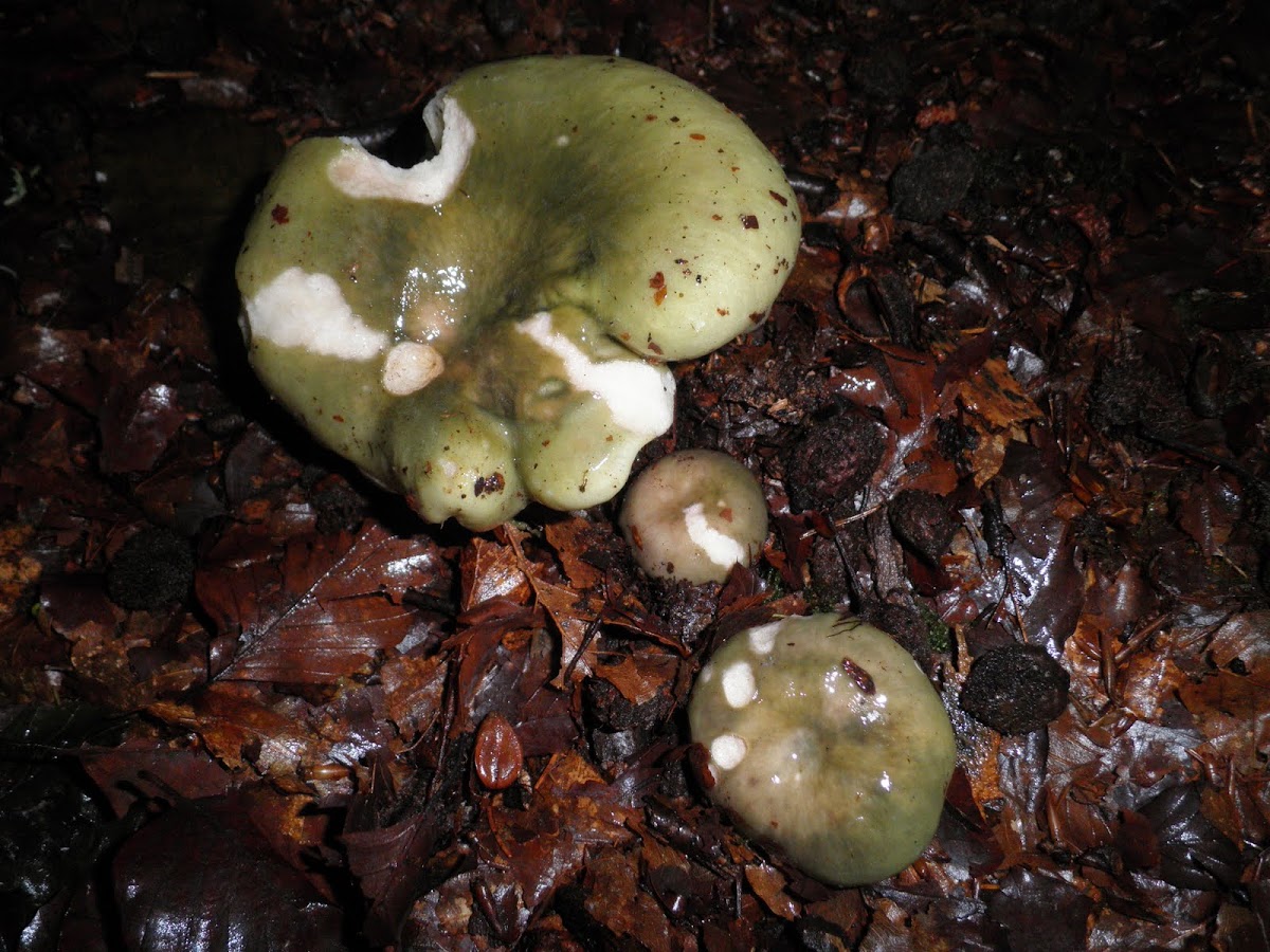 Russula aeruginea