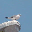 Laughing Gull, nonbreeding adult