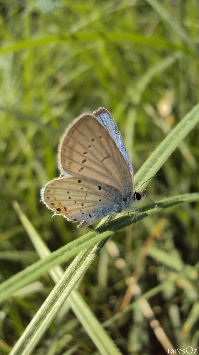 Provençal Short-tailed Blue