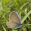 Provençal Short-tailed Blue