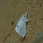 Yellow-tail moth