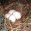 House Finch Eggs, and babies