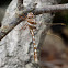 Stream Cruiser dragonfly (male)