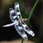 Twelve spotted skimmer