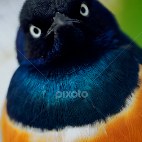 Melro metalico do JapãoZangado by Joaquim Martins Araujo - Animals Birds