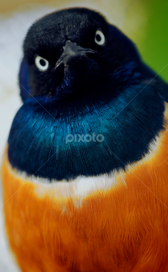 Melro metalico do JapãoZangado by Joaquim Martins Araujo - Animals Birds