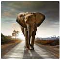 Magic Effect Elephant icon