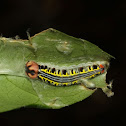 Orange Awlet caterpillar