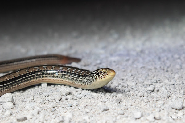 Western Slender Glass Lizard | Project Noah