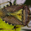 Hairy Shieldbug/Sloe Bug