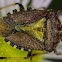 Hairy Shieldbug/Sloe Bug