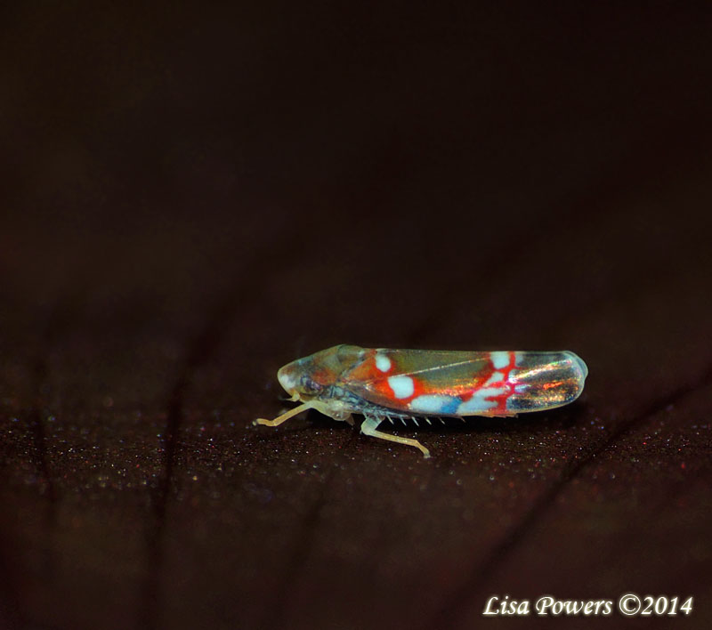 Grapevine Leafhopper
