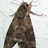 Pink Spotted Hawk Moth