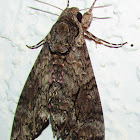 Pink Spotted Hawk Moth