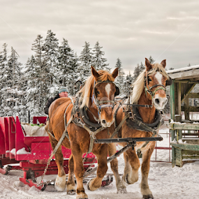 Winter at the farm by Isaac Moscovich - Transportation Other