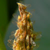 jumping plant lice (Calophyllum Psyllid?)