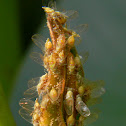 jumping plant lice (Calophyllum Psyllid?)