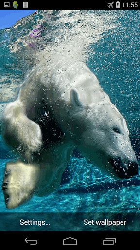 免費下載個人化APP|Polar Bear Live Wallpaper app開箱文|APP開箱王