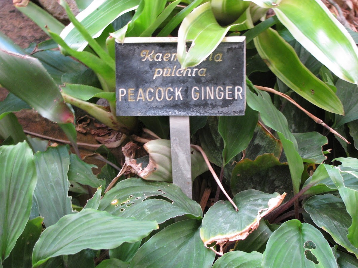 Peacock Ginger