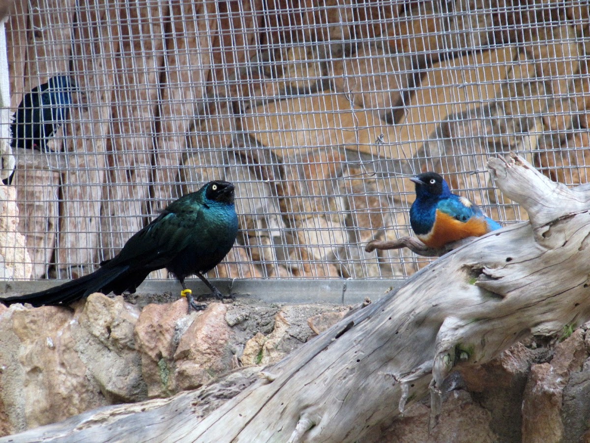 Long-tailed Glossy-Starling/Superb Starling