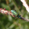 prionocerid beetle