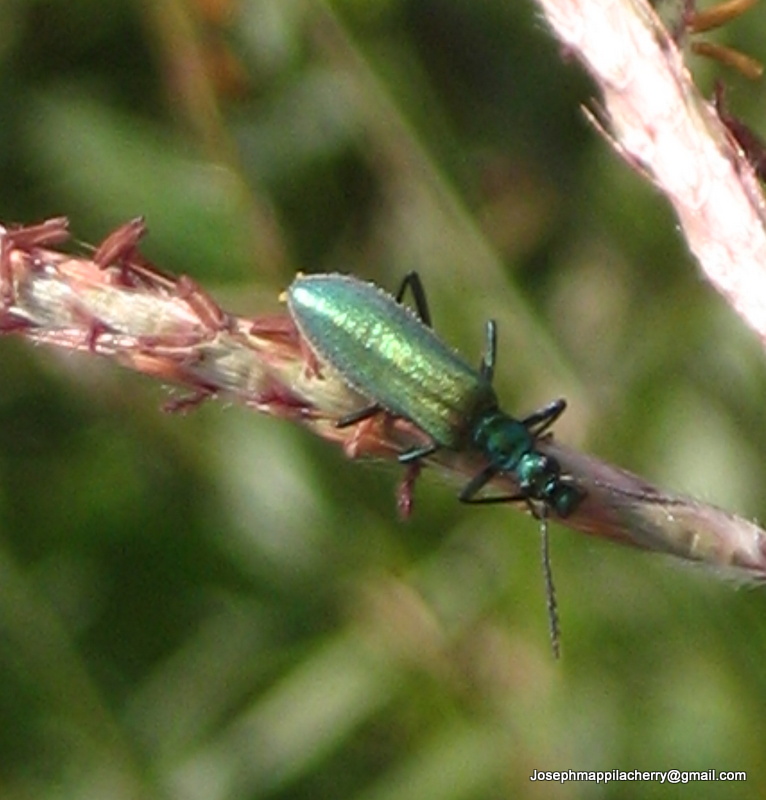 prionocerid beetle