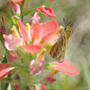 Fiery Skipper Butterfly