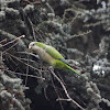 Cotorra Argentina / Monk Parakeet