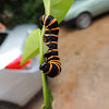 Themisto Amberwing Caterpillar