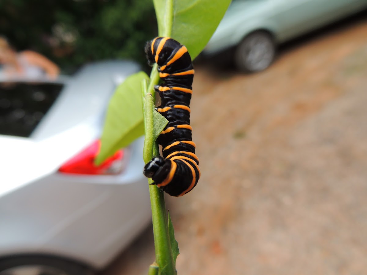 Themisto Amberwing Caterpillar