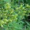 Texas parsley     Prairie parsley   Prairie parsnip    Wild dill