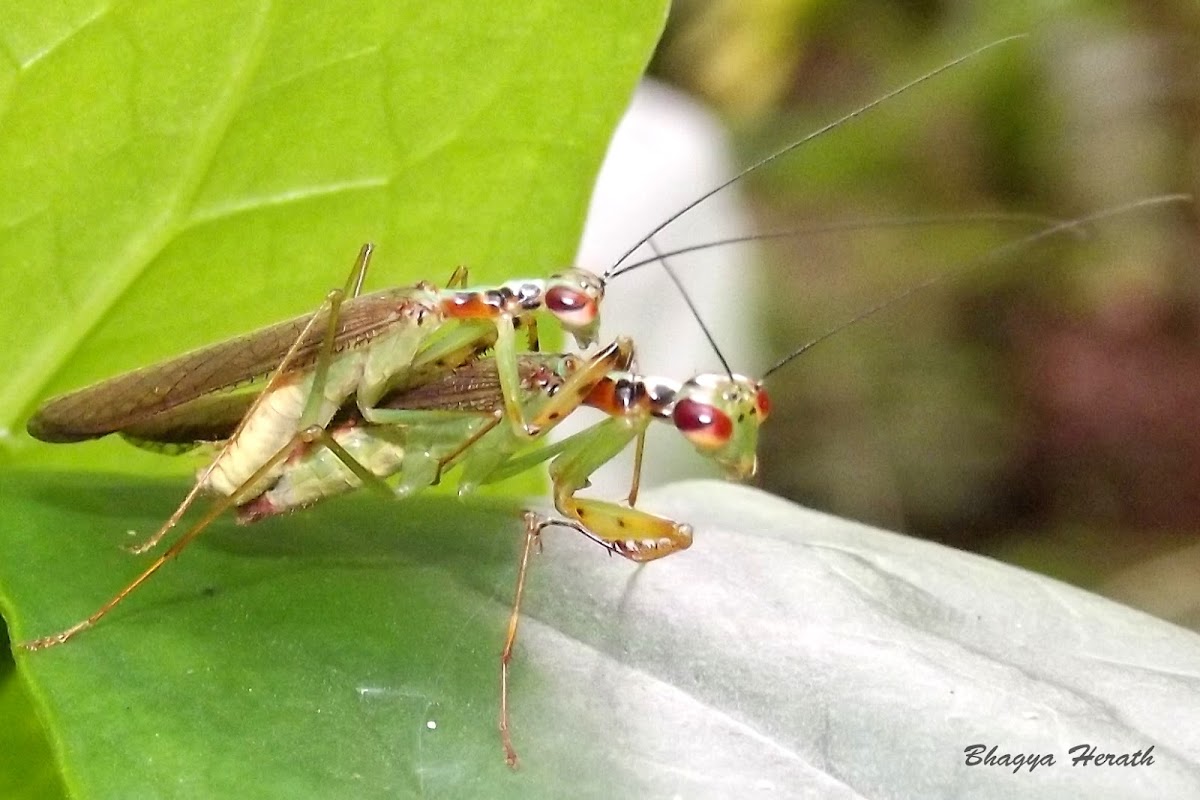 mating praying mantis