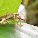 mating praying mantis