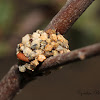 Resin Bee Nest