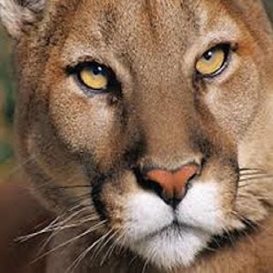 Cougar Sounds.apk 3.0.0
