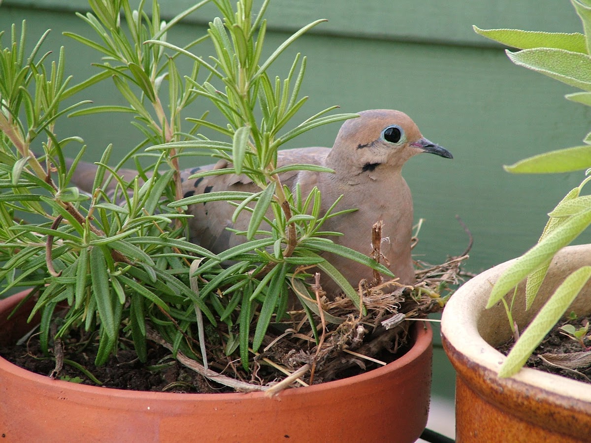 Mourning Dove (with nest)