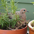 Mourning Dove (with nest)
