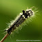 Yellow Haired Dagger Moth (Caterpillar)