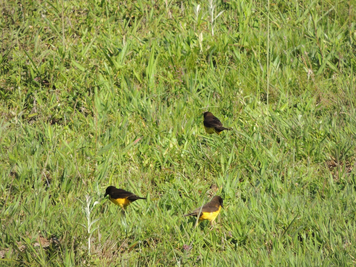 Yellow-Rumped Marshbird