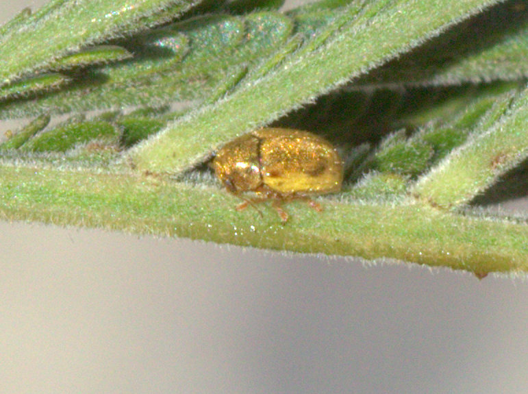 Golden leaf beetle