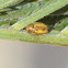 Golden leaf beetle