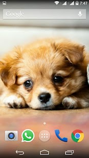 Cute Little Puppies Wallpapers Screenshots 5