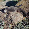 marine iguana