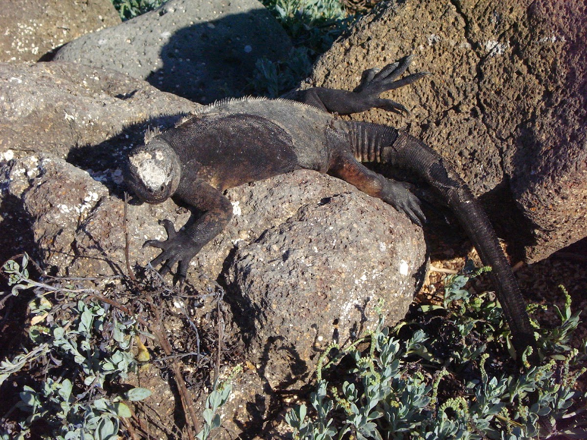 marine iguana