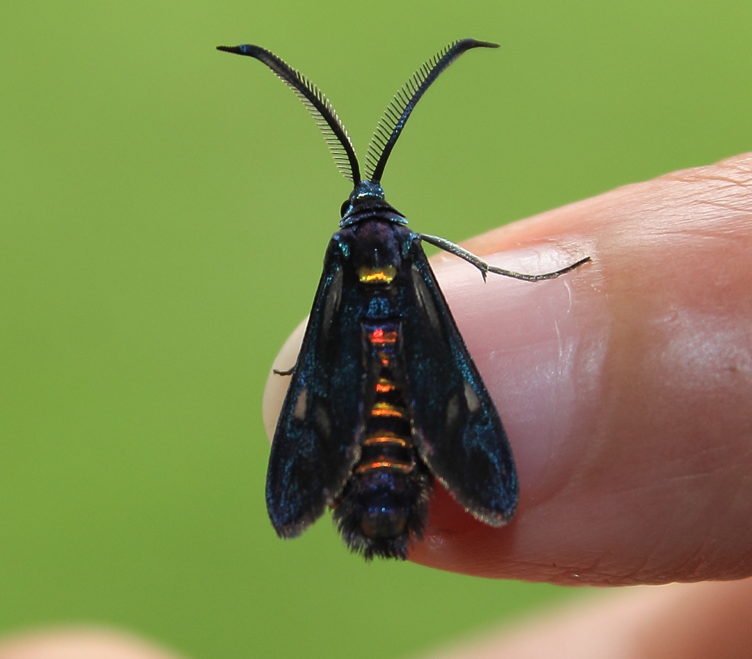 Wasp moth