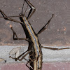 Walking Stick (Female carrying male)