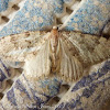 Spanish Cloud Moth