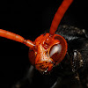 Scoliid Wasp ♂
