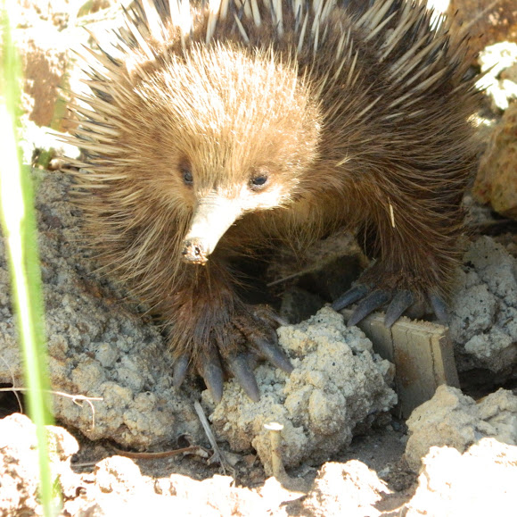 Shortbeaked echidna Project Noah